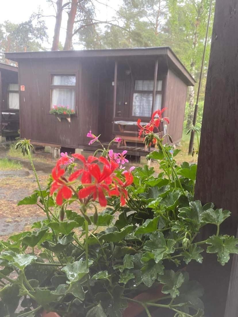 Domki Szumi Las Mrzeżyno Exterior foto